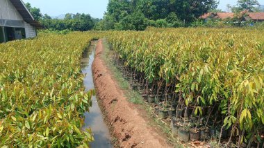 İçinde toprak yol olan bir ağaç tarlası.