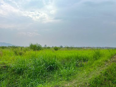 Bulutlu bir gökyüzünün altında yemyeşil çimenler barındıran huzurlu bir manzara..