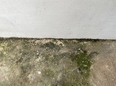 Çamur ve yosun birikintisiyle yıpranmış beton bir duvara yakın çekim