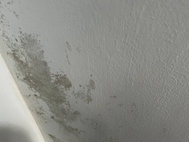 Küf büyümesi ve renk bozulması belirtilerini gösteren bir duvarın yakın çekimi