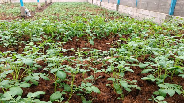 A lush field of young potato plants thriving in a greenhouse env