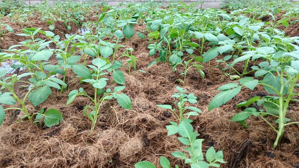 Lush green plants growing in a garden bed with brown mulch.