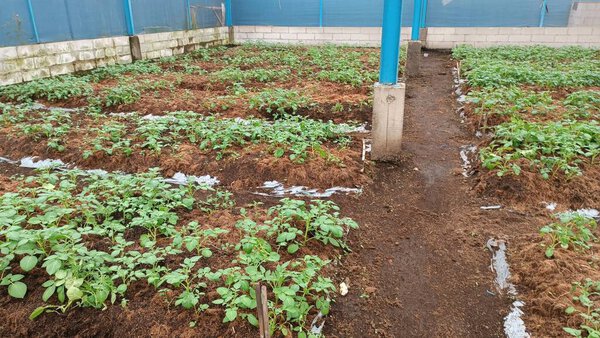 A greenhouse filled with rows of growing potato plants.