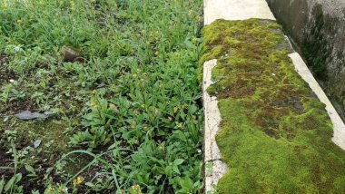 Beton bir yüzey boyunca büyüyen çimen ve yosunlu bir yeşillik..