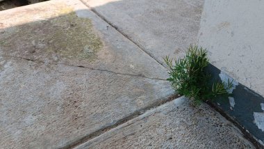 Beton yüzeyler arasında büyüyen küçük yeşil bir bitki.
