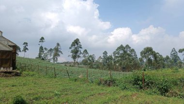Gökyüzünde ağaçlar ve bulutlar olan yemyeşil bir manzaranın manzarası..