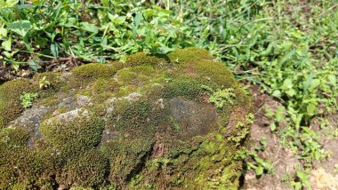 Doğal bir ortamda yeşilliklerle çevrili yosun kaplı bir kaya..