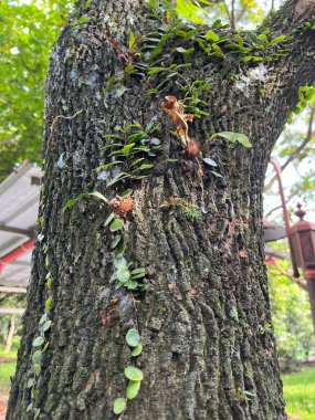 Yeşil sarmaşıklar ve küçük bitkilerle kaplı ağaç gövdesine yakın. Açık havada doğal bir büyüme gösteriyor..