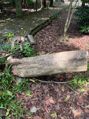 Ormanın zemininde yapraklarla ve otlarla kaplı bir ağaç gövdesi doğal bir engel ya da dinlenme yeri yaratıyor..