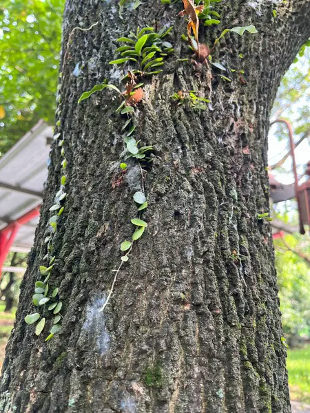 Ağaç gövdesi, ağaç kabuğunu yakından çekerek büyüyen bir sarmaşığı gösterir. Botanik çalışmalar ve peyzaj için doğanın güzelliğini gözler önüne serer..