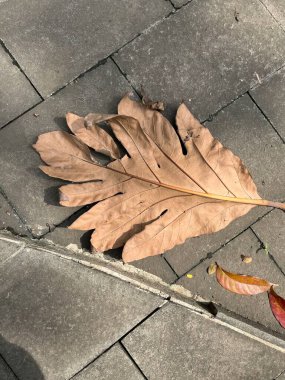 Kuru bir yaprak, sonbahar ve mevsimsel tasarımlar için doğanın döngüsünü gösteren gri bir tuğla kaldırımda uzanır..