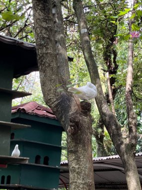Beyaz bir güvercin, yeşil bir kuş evinin yakınındaki bir ağaç dalında rahatça dinleniyor ve doğa fotoğrafçılığına ve rahatlama görüntülerine uygun huzurlu bir sahne yaratıyor..