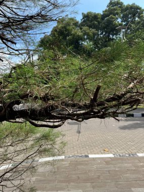 Yemyeşil bir ağaç, yakınındaki kaldırımlı gri tuğlalı bir alanda asılı duruyor ve kentsel çevreye biraz doğa katıyor..