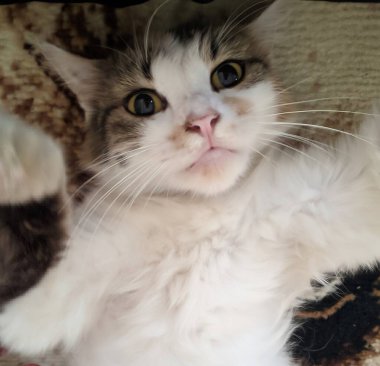 Beyaz ve kahverengi kedi desenli kumaşın üzerinde uzanıyor, huzur içinde dinleniyor..