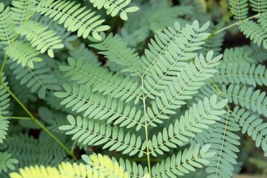 Enterolobium Species, Pacara Earpod Tree from nature
