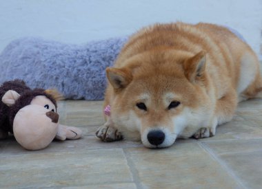 Shiba Inu köpek yavrusu küçük bir tilkiye benziyor. 