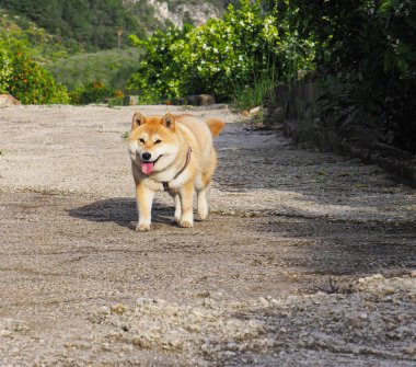 Shiba Inu köpek yavrusu küçük bir tilkiye benziyor. 