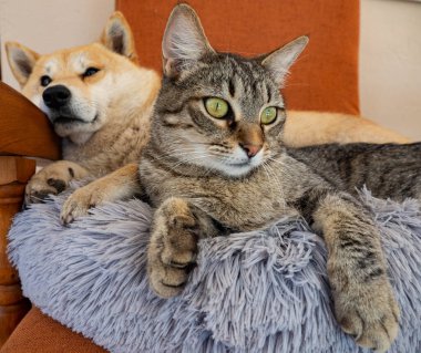 Shiba Inu köpek yavrusu küçük bir tilkiye benziyor. 