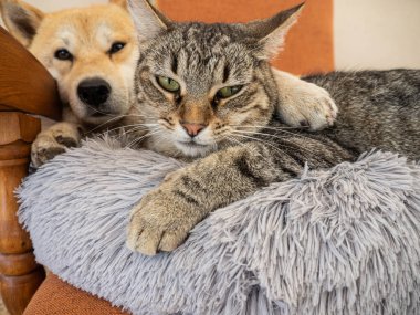 Shiba Inu köpek yavrusu küçük bir tilkiye benziyor. 