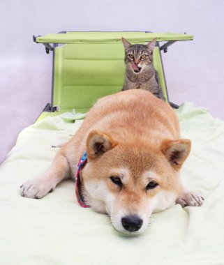 Shiba Inu köpek yavrusu küçük bir tilkiye benziyor. 