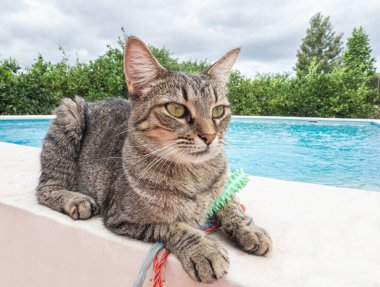 Akıllı bir tekir kedinin yüzü 