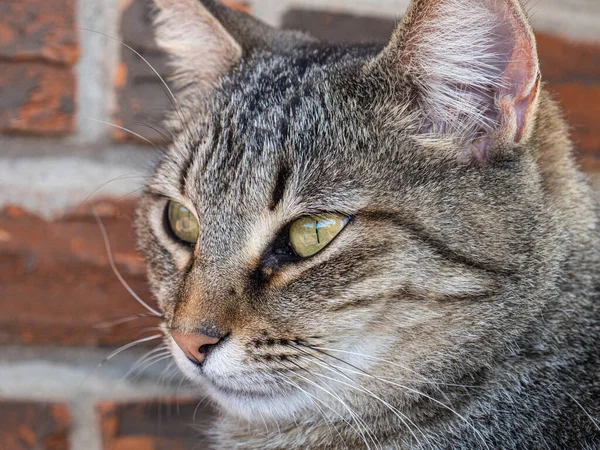 stock image The face of a smart tabby cat 