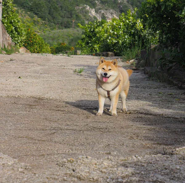 Цуценя Shiba Inu Виглядає Маленька Лисиця — стокове фото