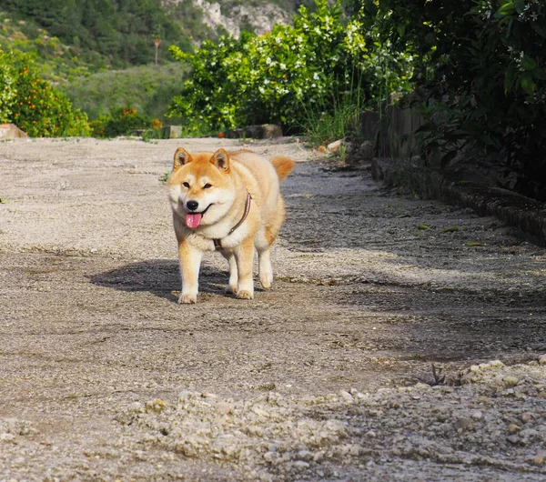 Cachorrinho Shiba Inu Parece Uma Pequena Raposa — Fotografia de Stock