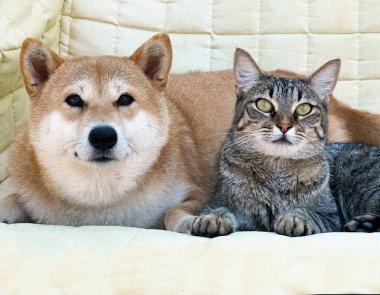 Shiba Inu köpek yavrusu küçük bir tilkiye benziyor. 