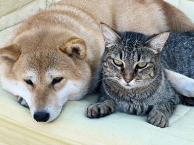 Shiba Inu köpek yavrusu küçük bir tilkiye benziyor. 