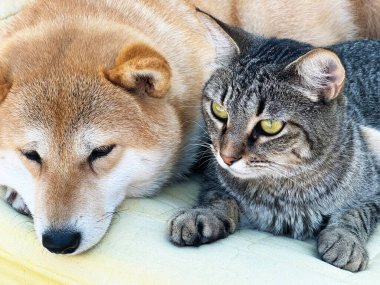 Shiba Inu köpek yavrusu küçük bir tilkiye benziyor. 