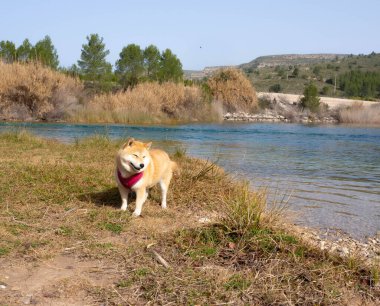 Shiba Inu köpek yavrusu küçük bir tilkiye benziyor. 