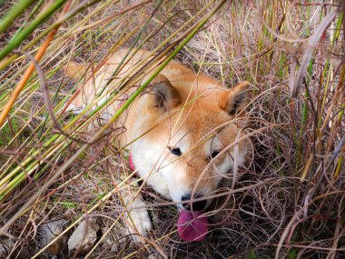 Shiba Inu köpek yavrusu küçük bir tilkiye benziyor. 