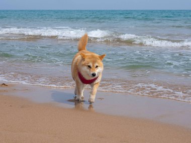 Shiba Inu köpek yavrusu küçük bir tilkiye benziyor. 