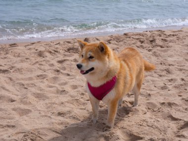 Shiba Inu köpek yavrusu küçük bir tilkiye benziyor. 