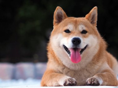 Shiba Inu köpek yavrusu küçük bir tilkiye benziyor. 