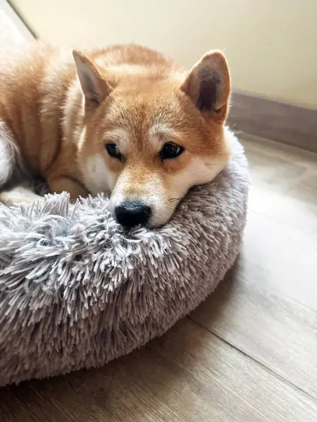 Shiba Inu Valp Ser Som Liten Räv — Stockfoto