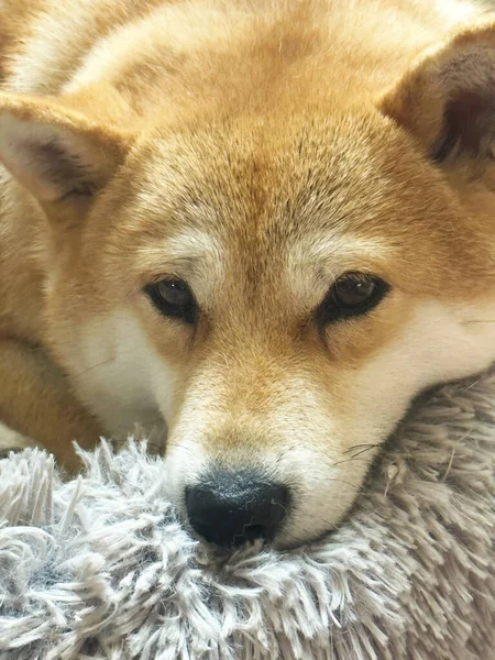 Shiba Inu Cucciolo Assomiglia Una Piccola Volpe — Foto Stock