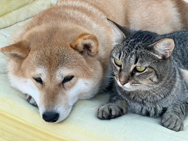 Shiba Inu Welpe Sieht Aus Wie Ein Kleiner Fuchs — Stockfoto