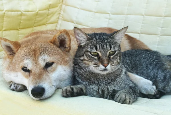 Shiba Inu köpek yavrusu küçük bir tilkiye benziyor. 