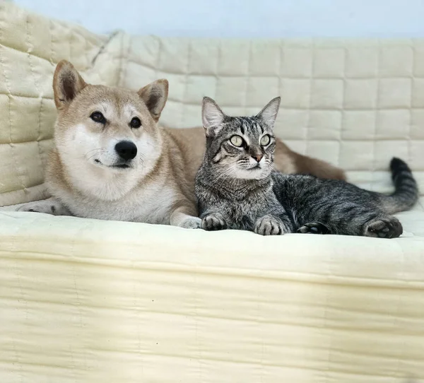 Shiba Inu Puppy Ziet Eruit Als Een Kleine Vos — Stockfoto