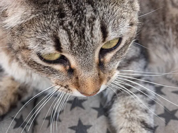 Face Smart Tabby Cat — Stock Photo, Image