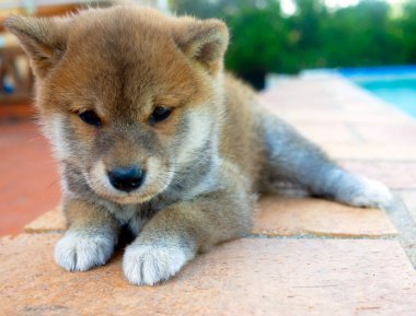 Shiba Inu köpek yavrusu küçük bir tilkiye benziyor.