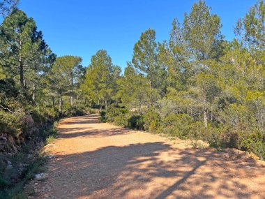 İspanya, Valencia 'da kış ormanlarında yürüyüş..