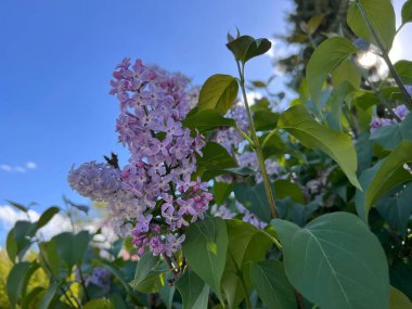 Çiçekli leylak. Frankın Kuzeyi
