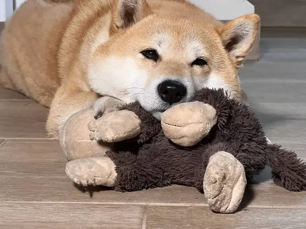 Shiba Inu köpek yavrusu küçük bir tilkiye benziyor.