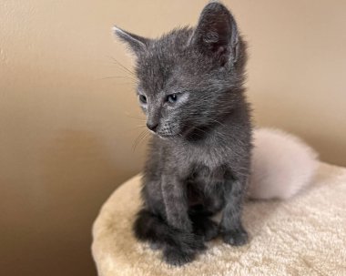 Beyaz ve gri 2 kedi yavrusu arkadaş