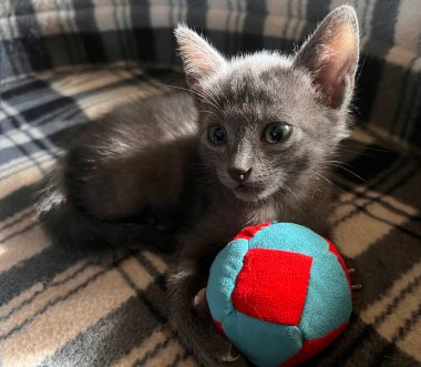 Beyaz ve gri 2 kedi yavrusu arkadaş