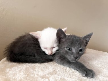 Beyaz ve gri 2 kedi yavrusu arkadaş