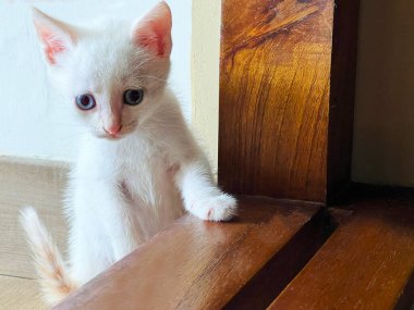 Beyaz ve gri 2 kedi yavrusu arkadaş